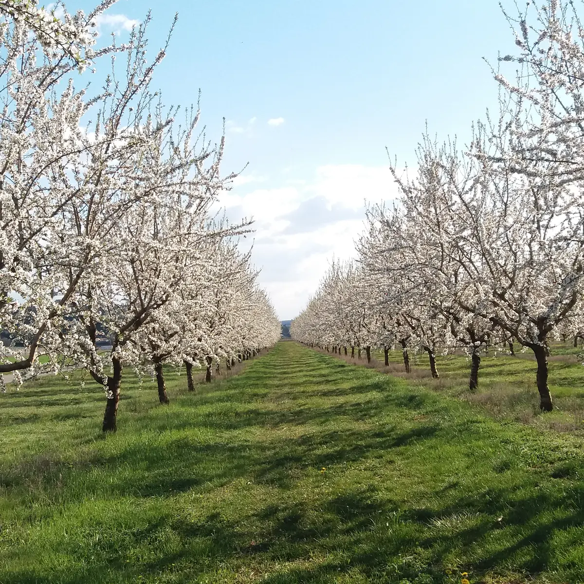 Rangée d'amandiers en fleurs