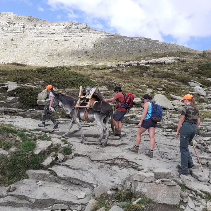 Balade avec les ânes des Villettes