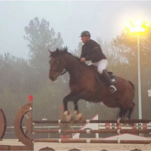 dressage