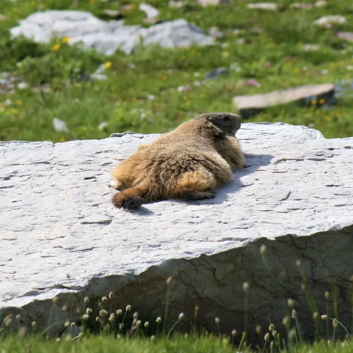 Rando Terres d'Azur Balade vie de la marmotte