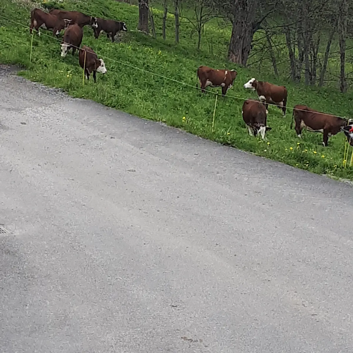 Vaches