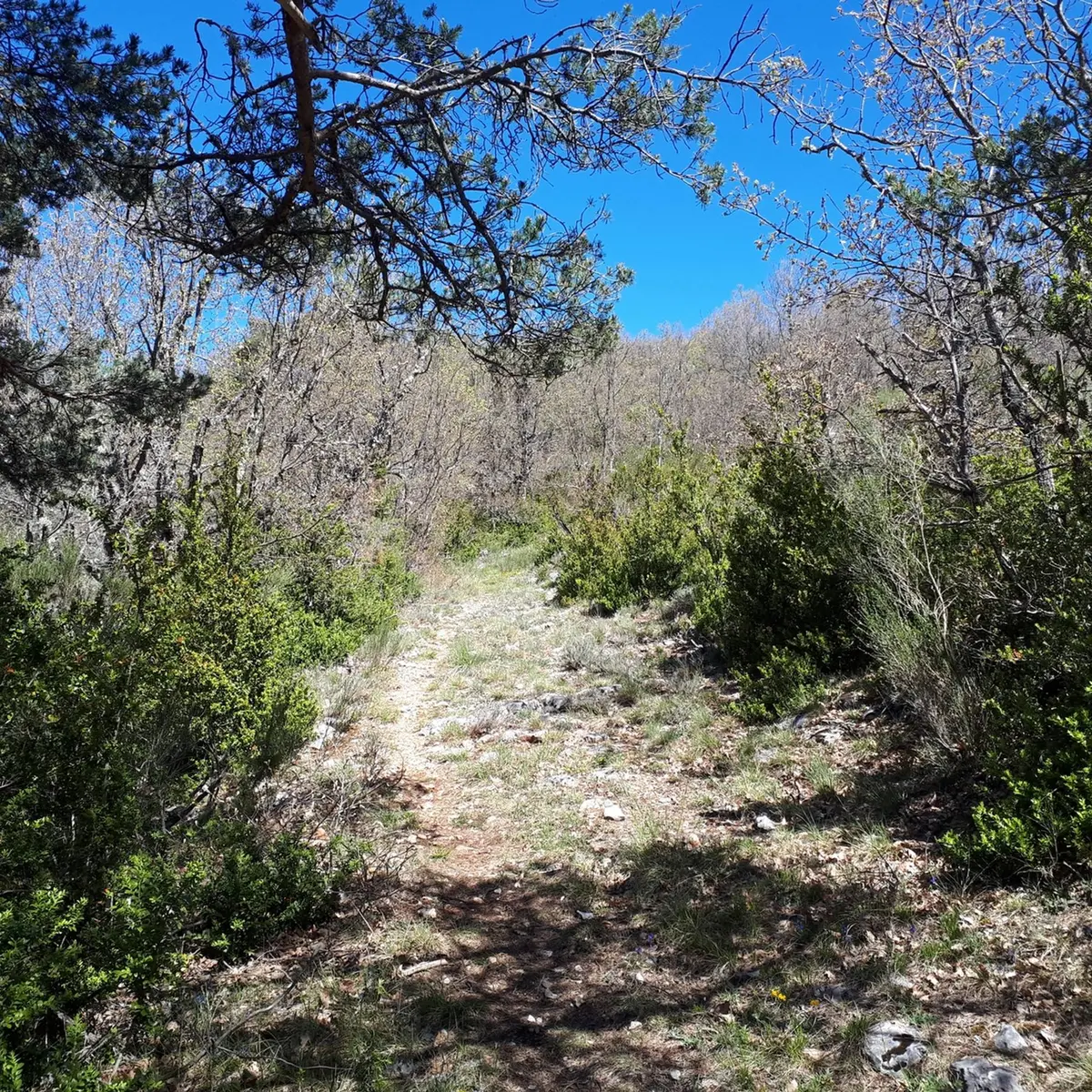 Vue sur le sentier entouré de part et d'autre d'essences d'arbres comme le pin