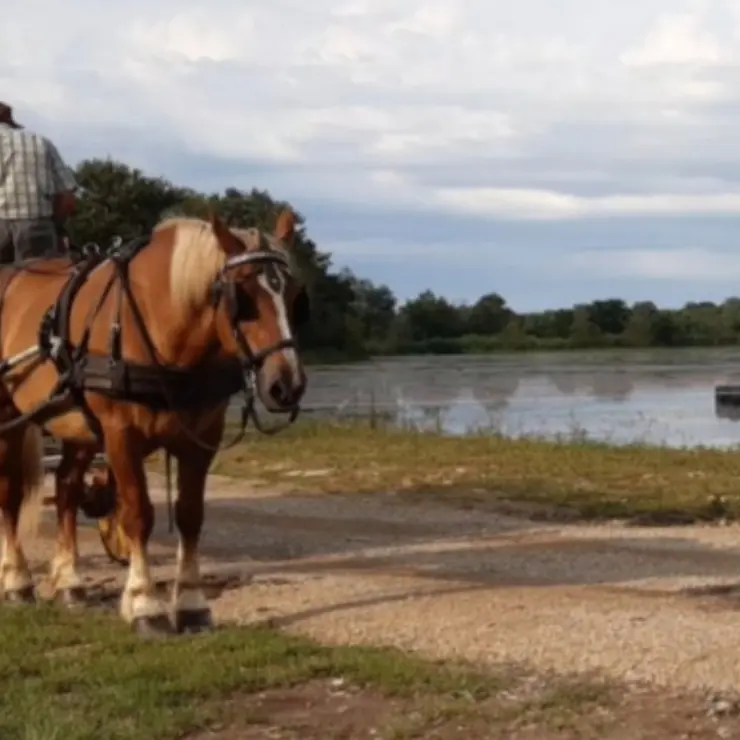 Les Attelages de la Dombes