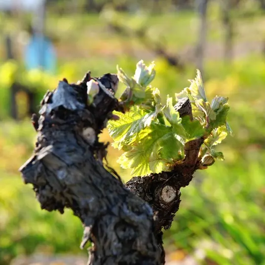 Syndicat des Producteurs