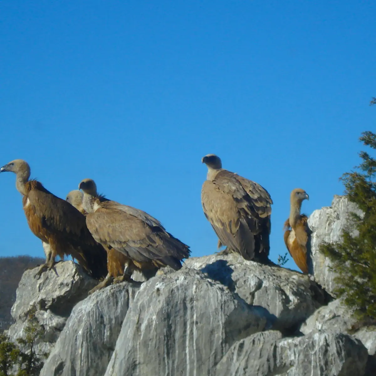 Route des Crêtes-Vautours