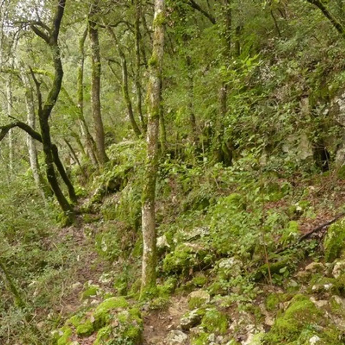 Ambiance forestière sur le sentier