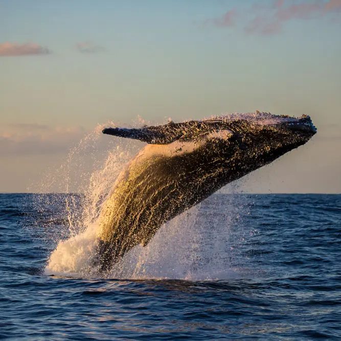 observation-baleine-moorea