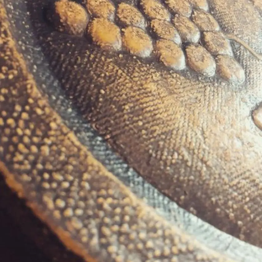 Au Clair de la Vigne Côté Caves Bandol