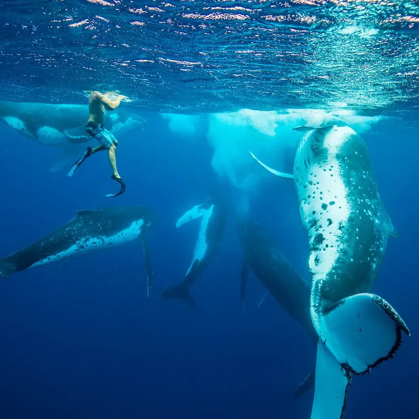 Moorea Moana Tours