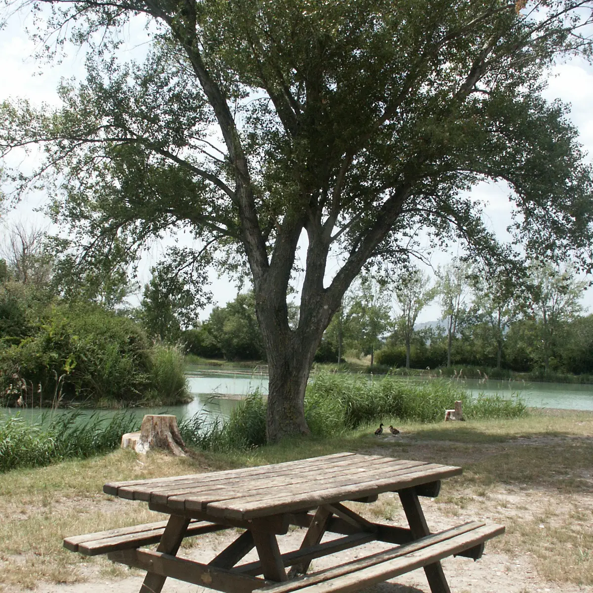 Table de pique nique