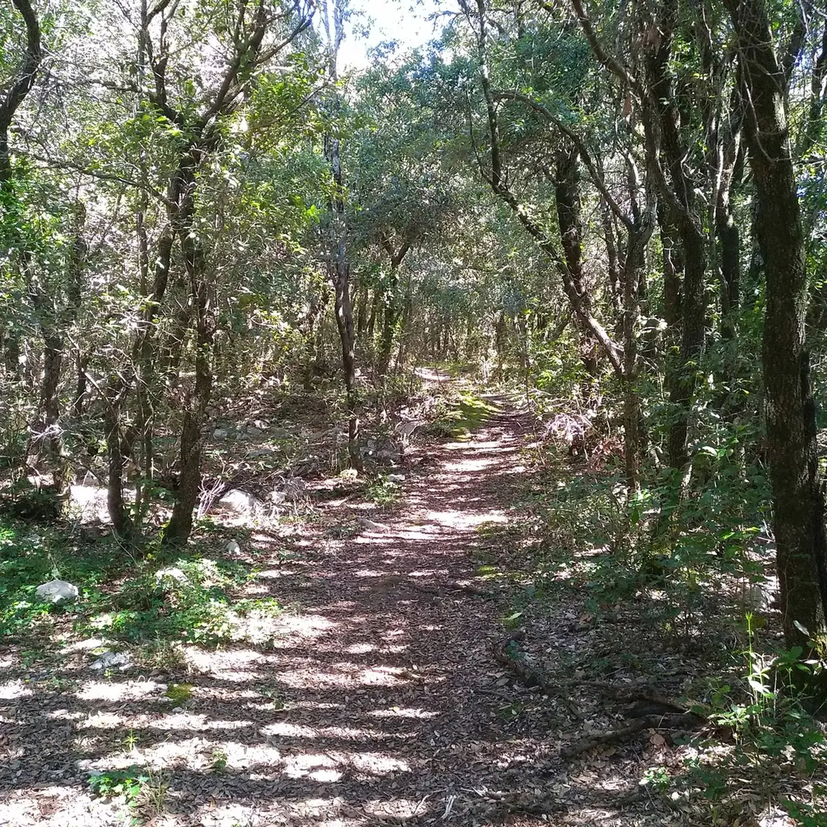 Vue sur le sentier ombragé par les différents arbres aux abords du sentier