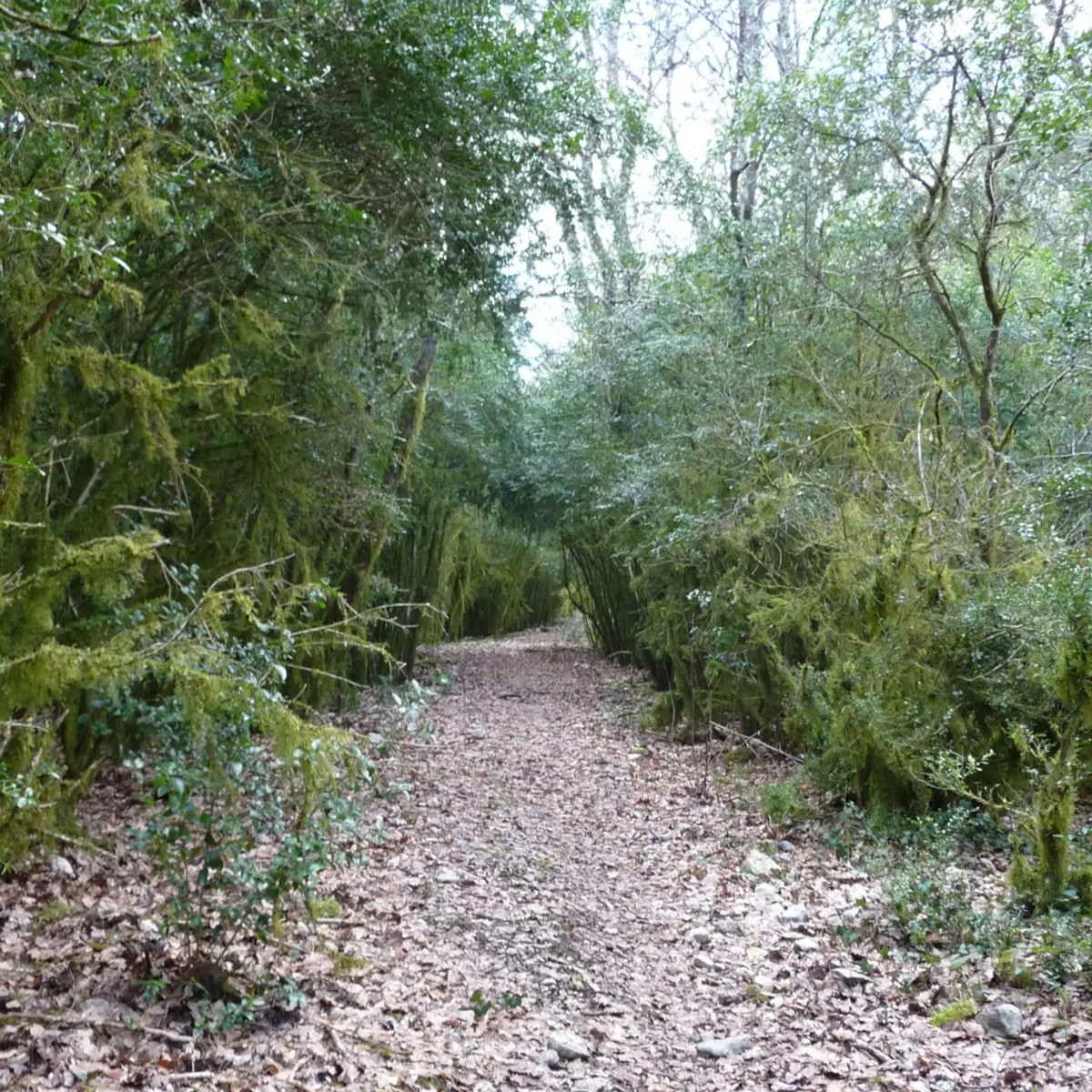 Forêt couverte de mousse