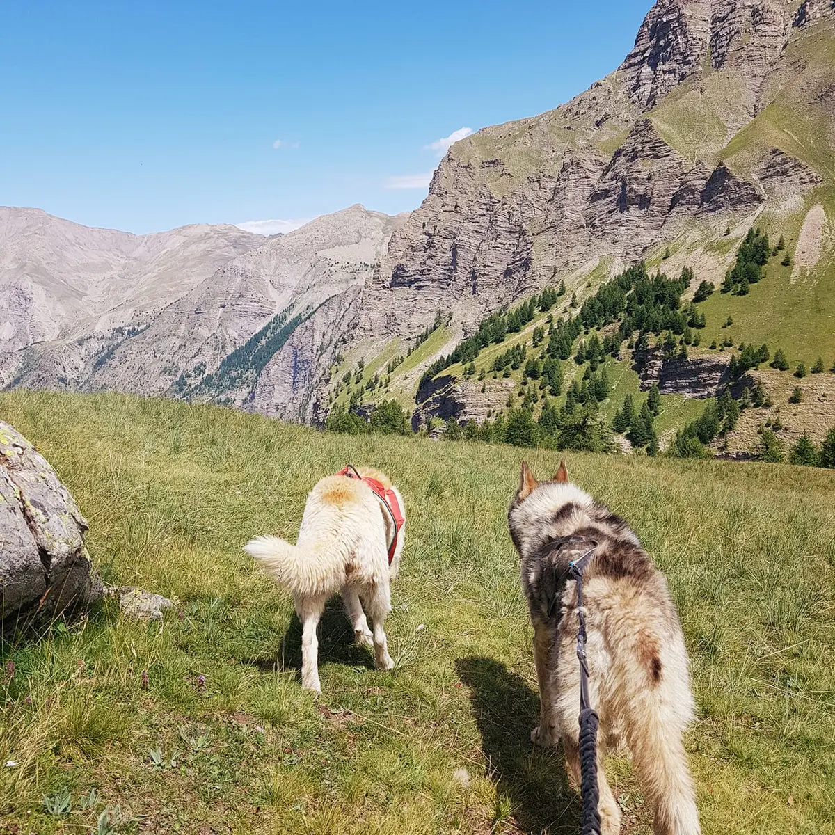Wild Expériences chien de traîneau