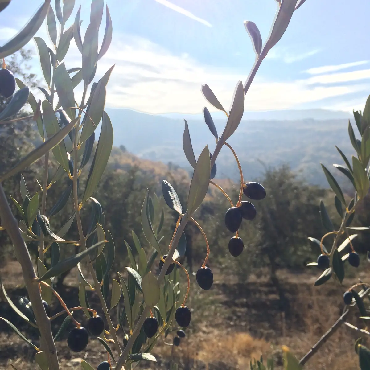 Huile d'olives, cerises, laines : polyculture
