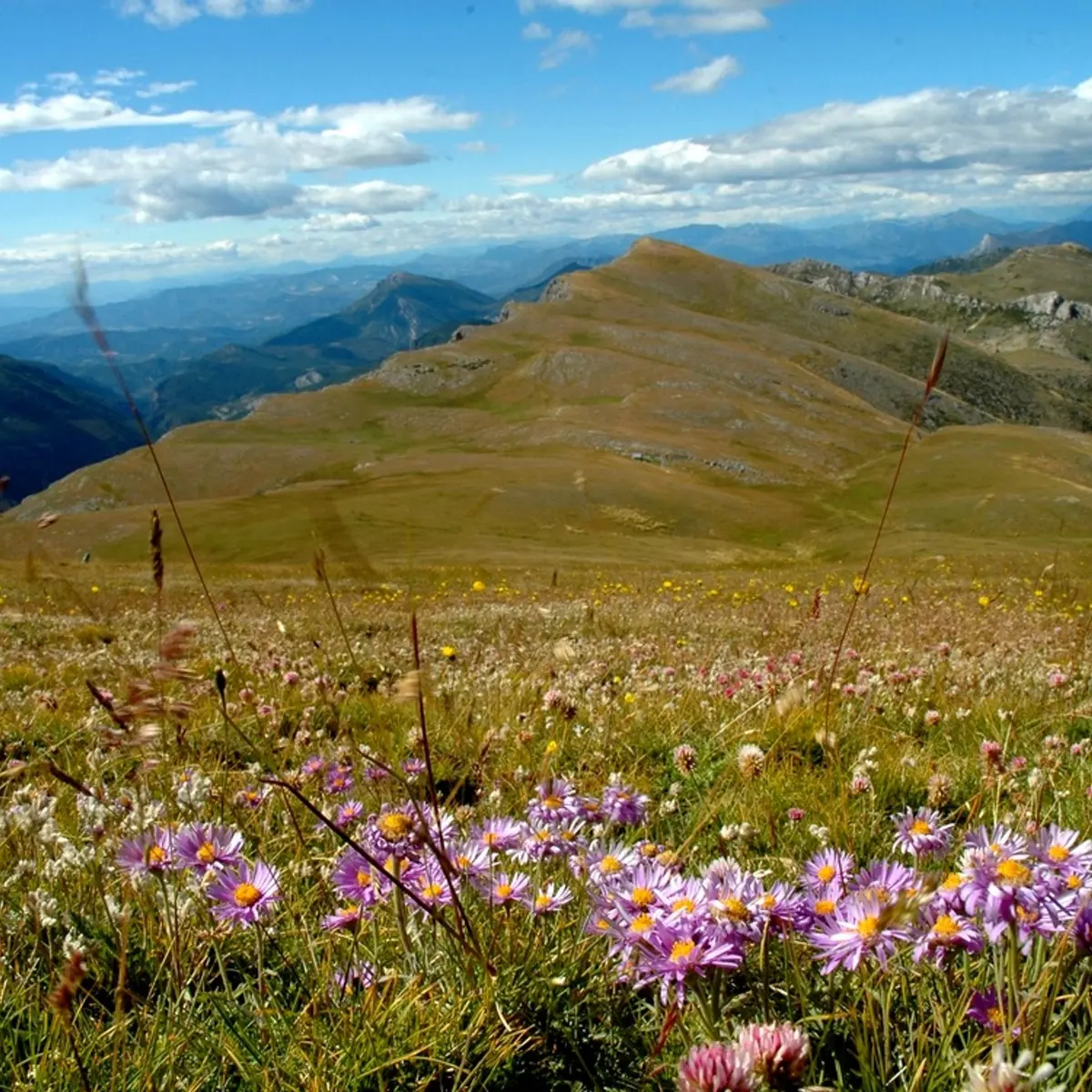 Asters sur le Chiran