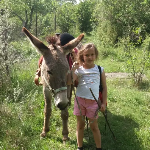 Balade avec les ânes des Villettes