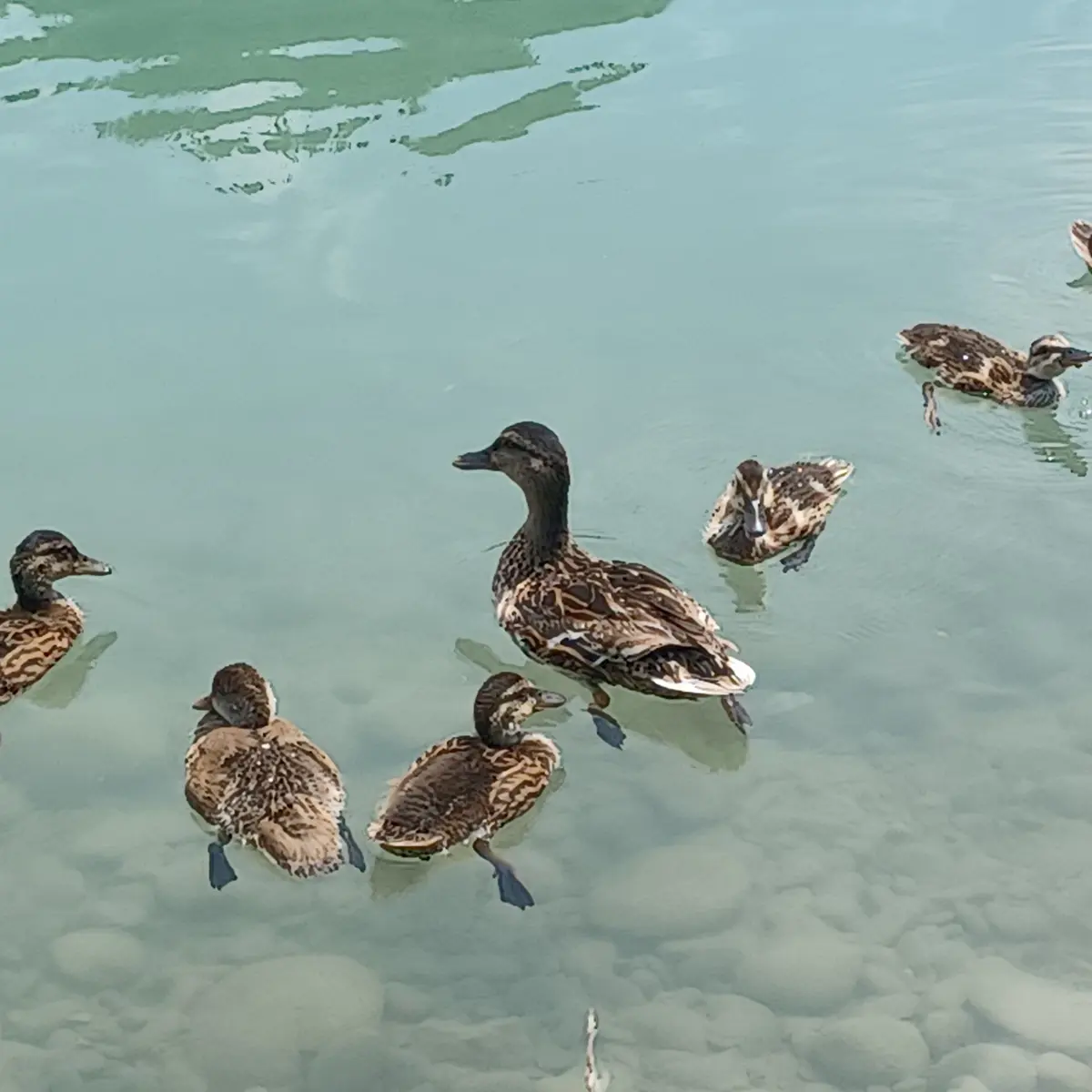 Canards
