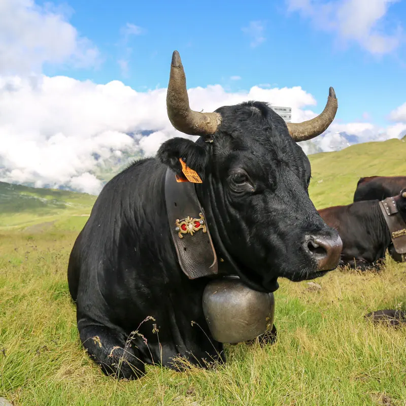 Vache d'Hérens au Col de Balme