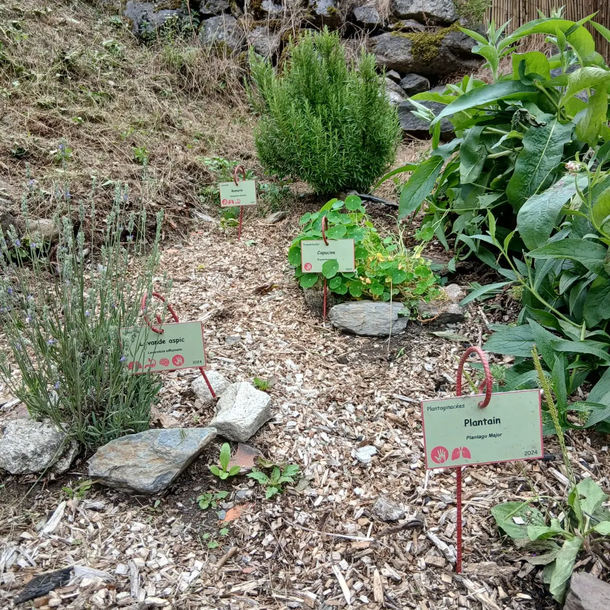 Plantes aromatiques