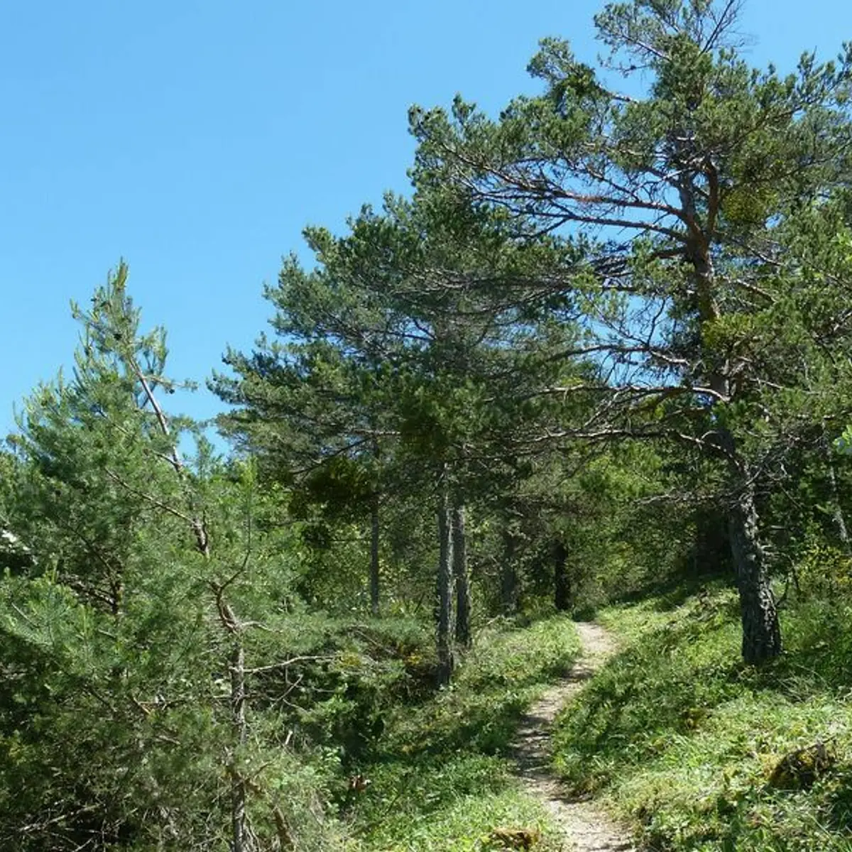 Traversée de la forêt domaniale