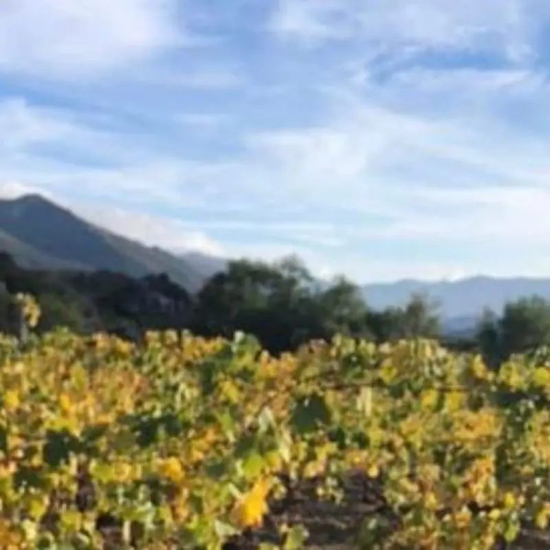 Au Clair de la Vigne Côté Caves Bandol