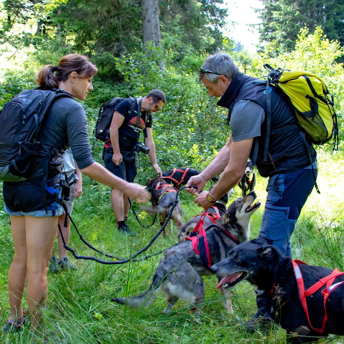 Cani rando à Notre Dame de Bellecombe avec Expérience Montagne