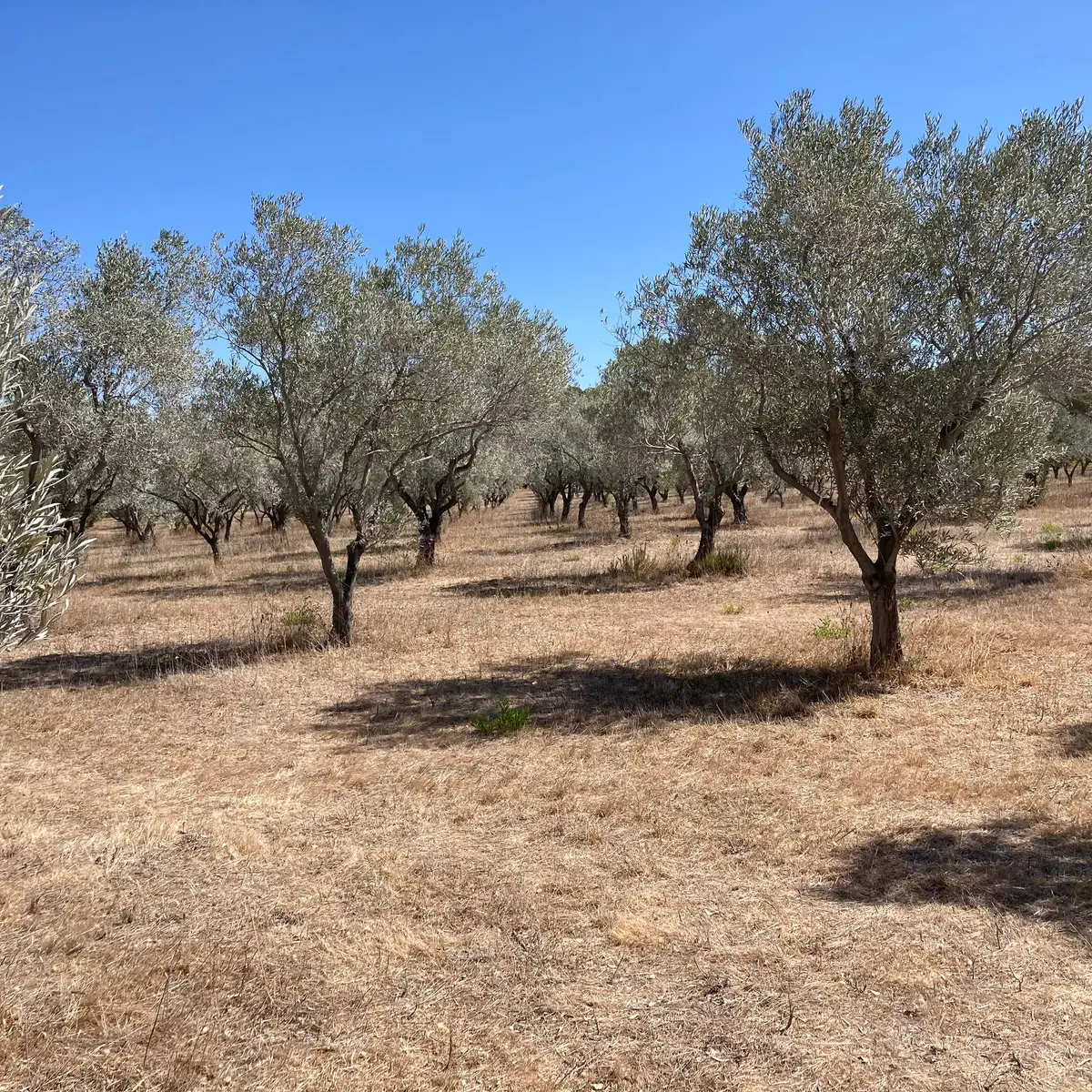 Vergers conservatoires