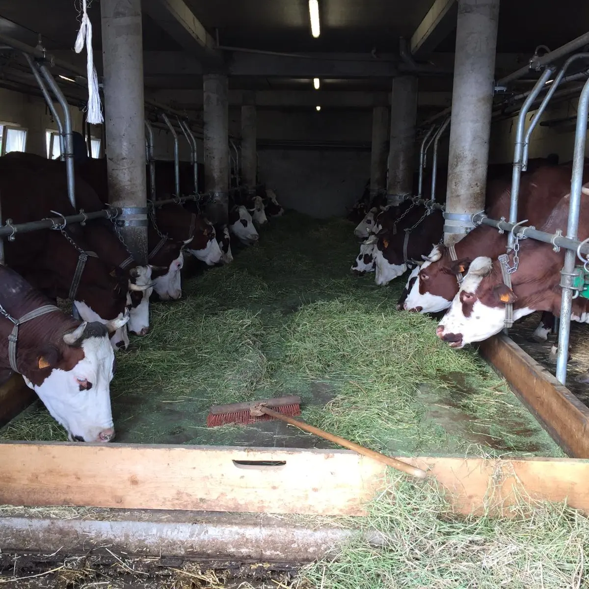 Vache
