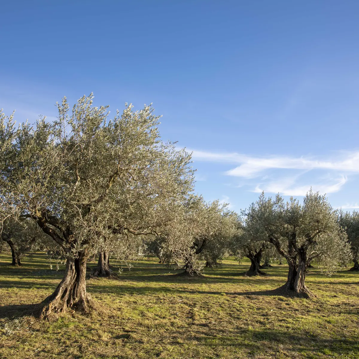 Le sentier découverte du chemin des Oliviers ©Thibaut VERGOZ