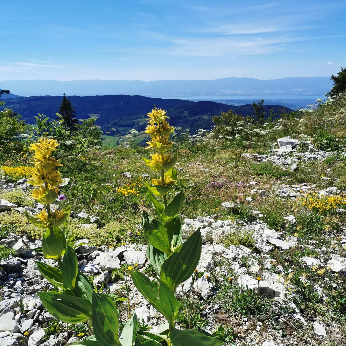 gentianes jaunes au sommet des crêtes avec vue sur le Léman et Habère-Poche