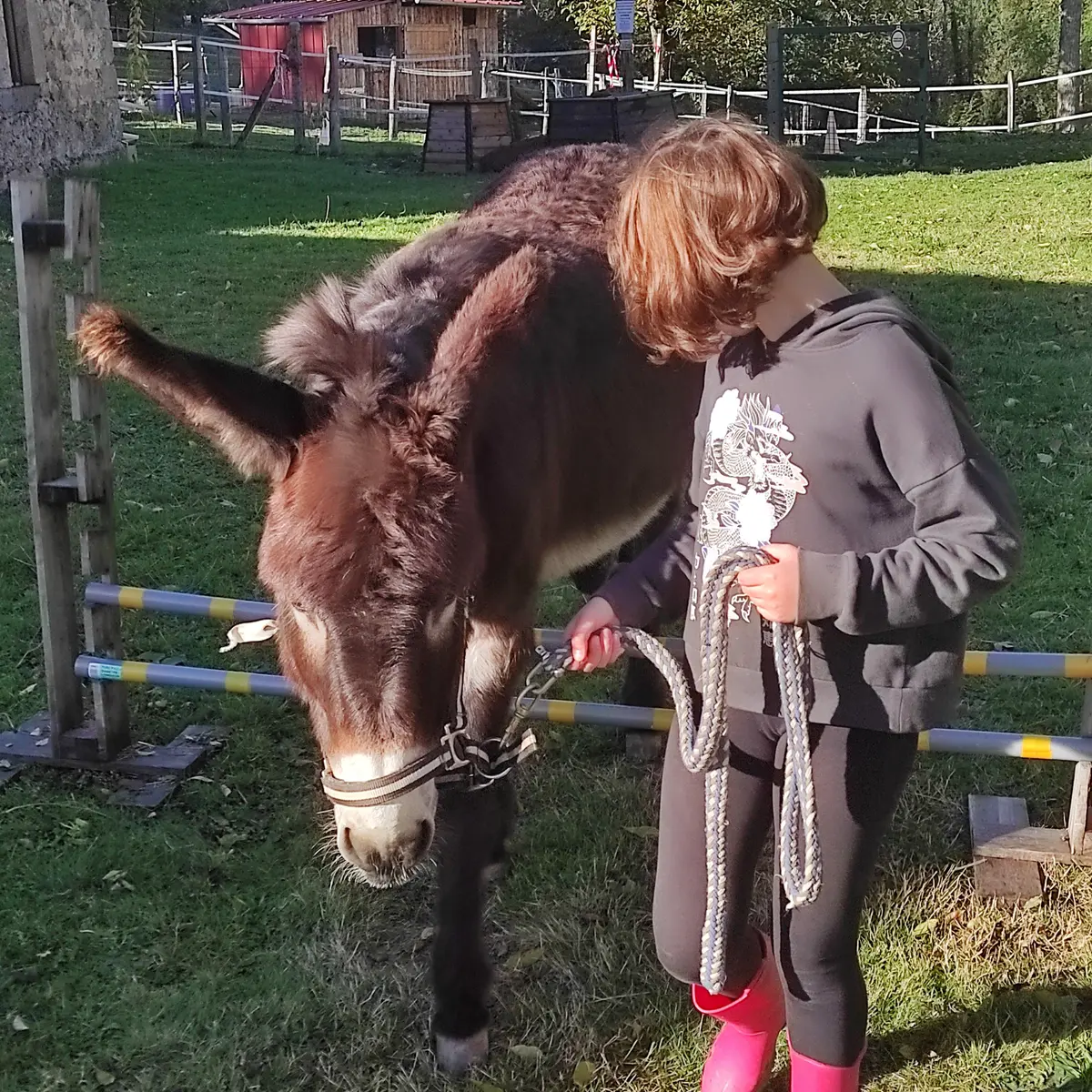 Balade avec un âne