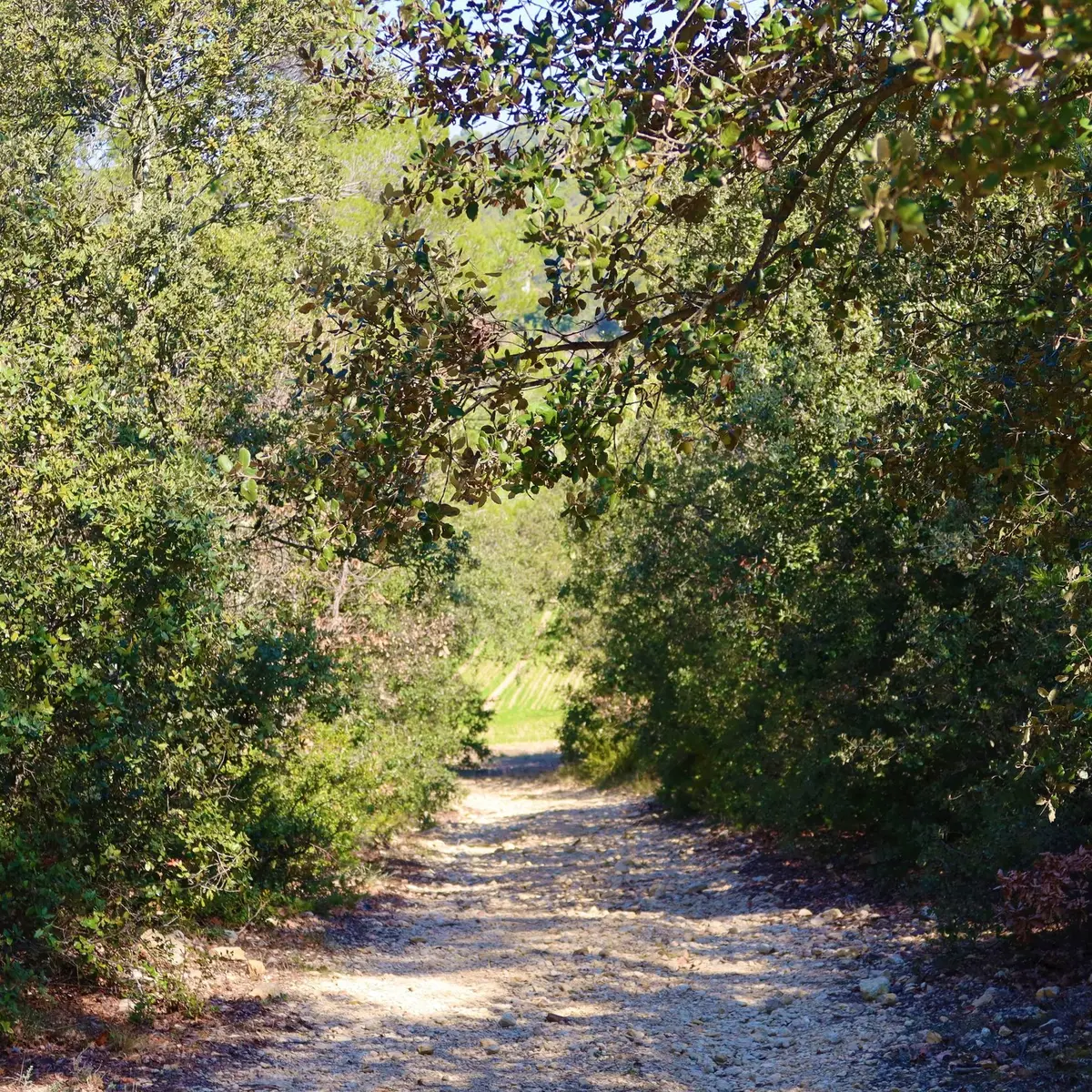 Sentier en sous-bois avec vue sur les cultures