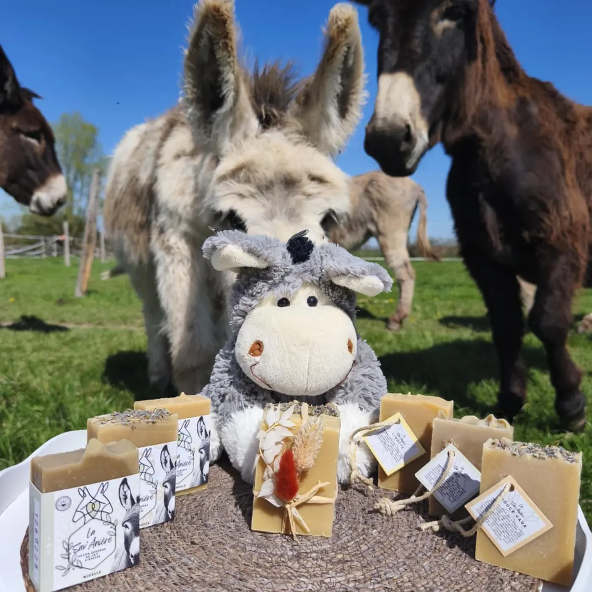 Découvrez ce que nos ânesses vous offrent