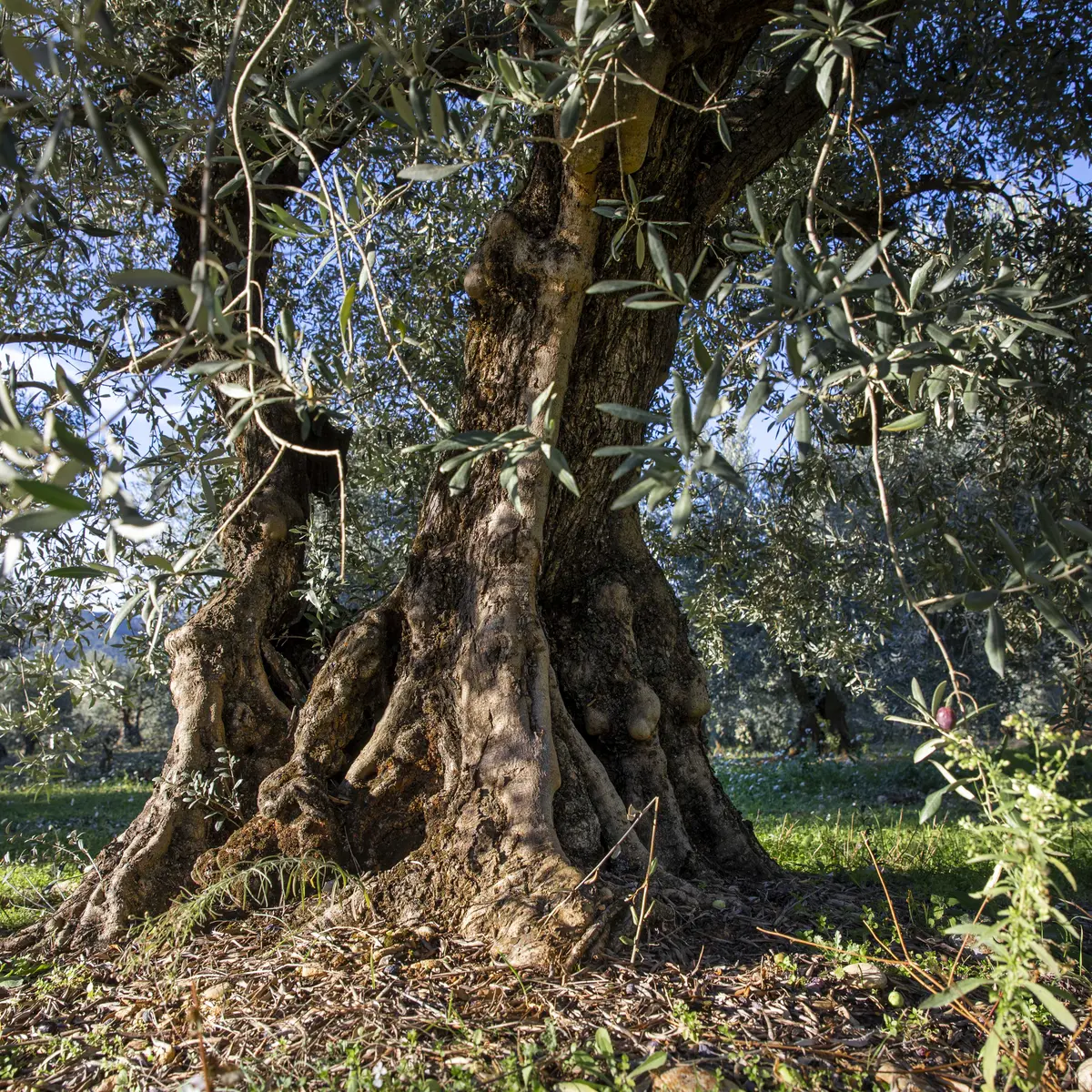 Le sentier découverte du chemin des Oliviers ©Thibaut VERGOZ