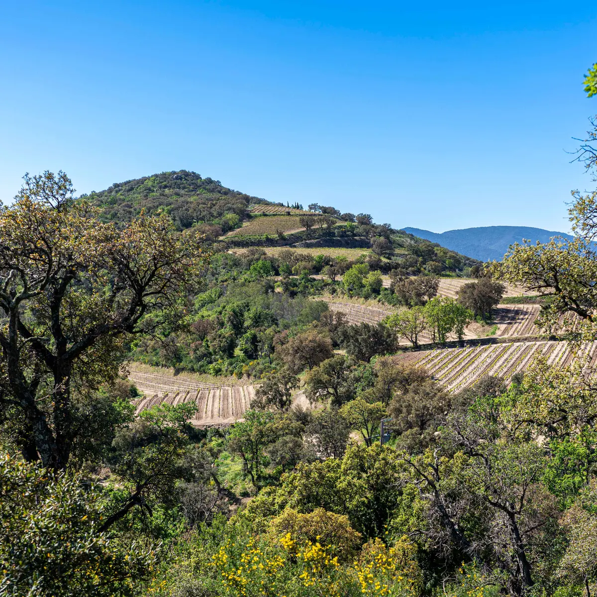 La Garde Freinet à Grimaud par les Vernades