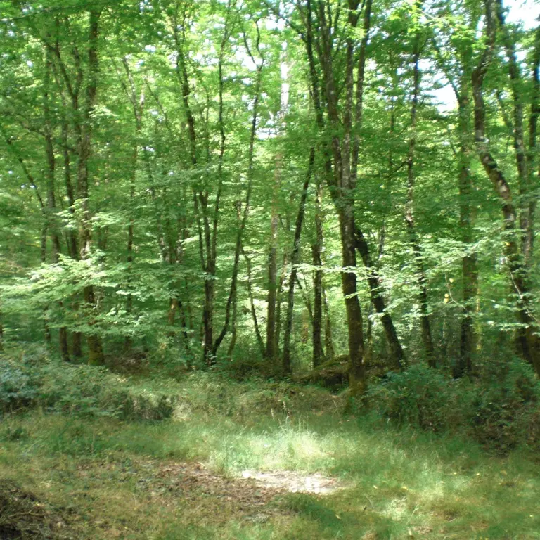 La Forêt de Branviiel