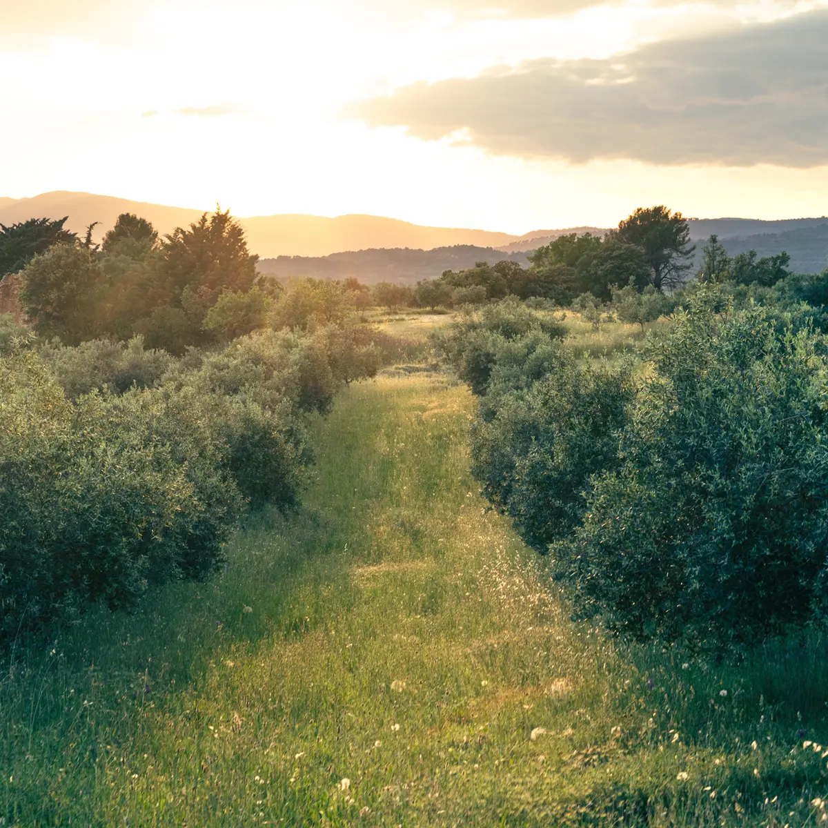 Domaine de Beauvence