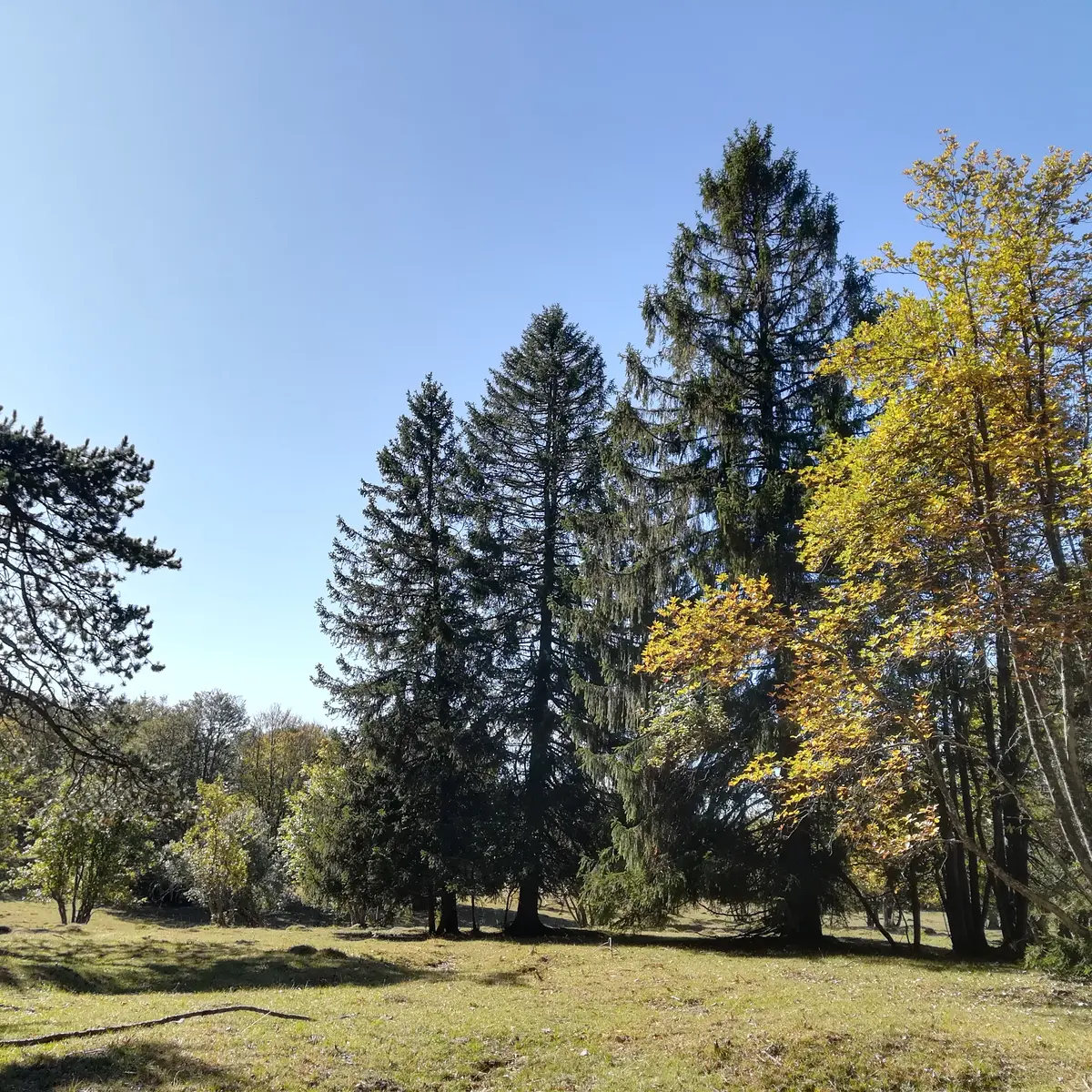 Bain de forêt avec Activ'Plein Air
