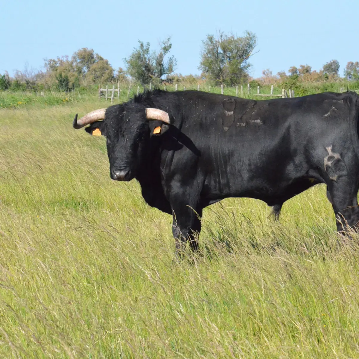 Taureau de combat destiné à la corrida