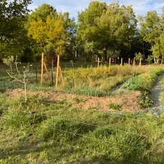 Vinaigres et aromates