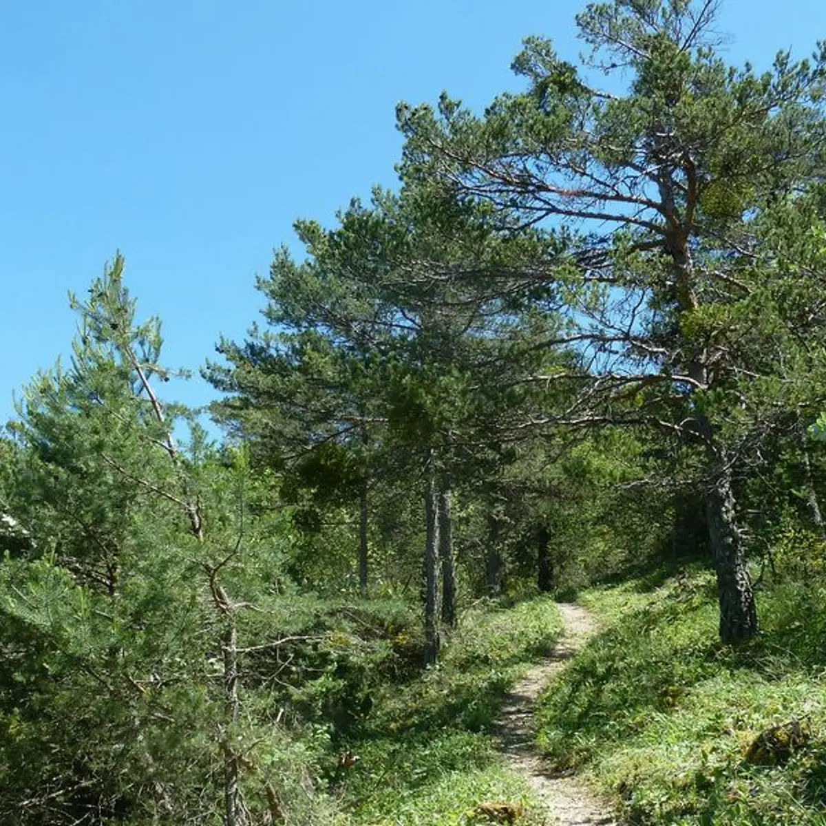 Traversée de la forêt domaniale