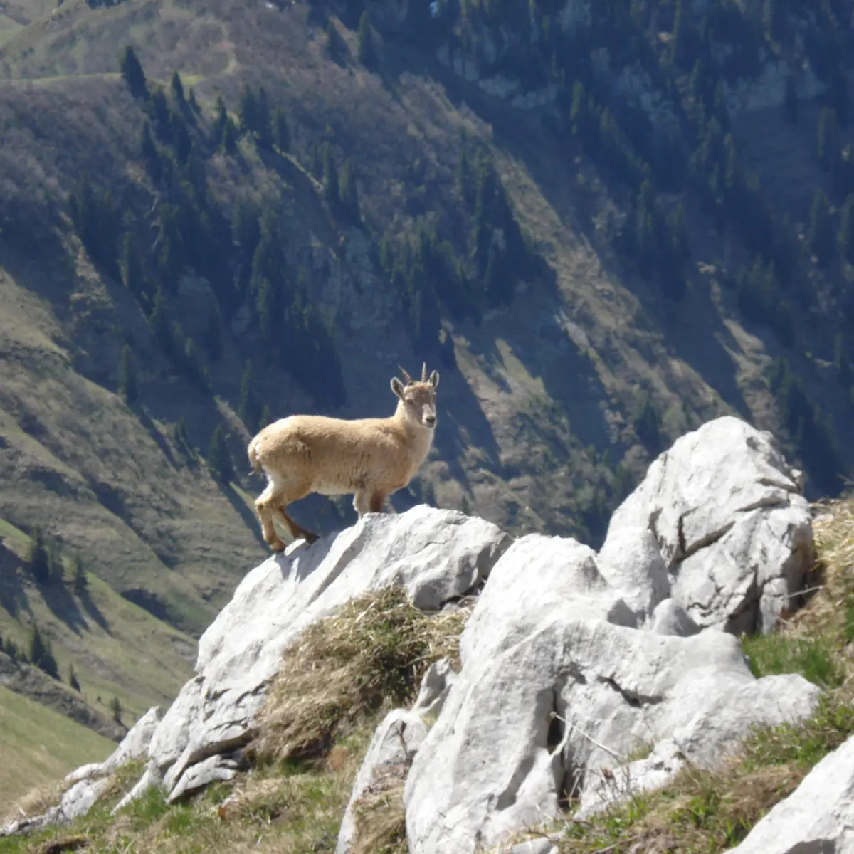 Bouquetin sur les montagnes en vallée d'Abondance