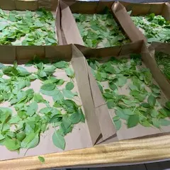 Vinaigres et aromates