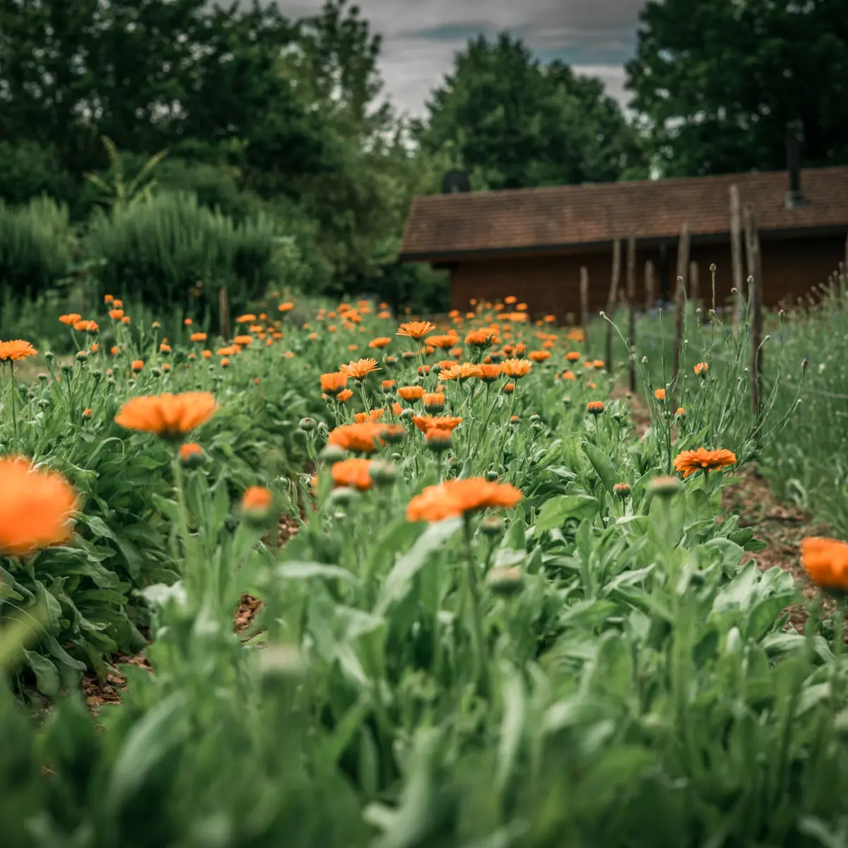 Calendula officinalis