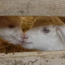 Les chèvres des Blétonnets