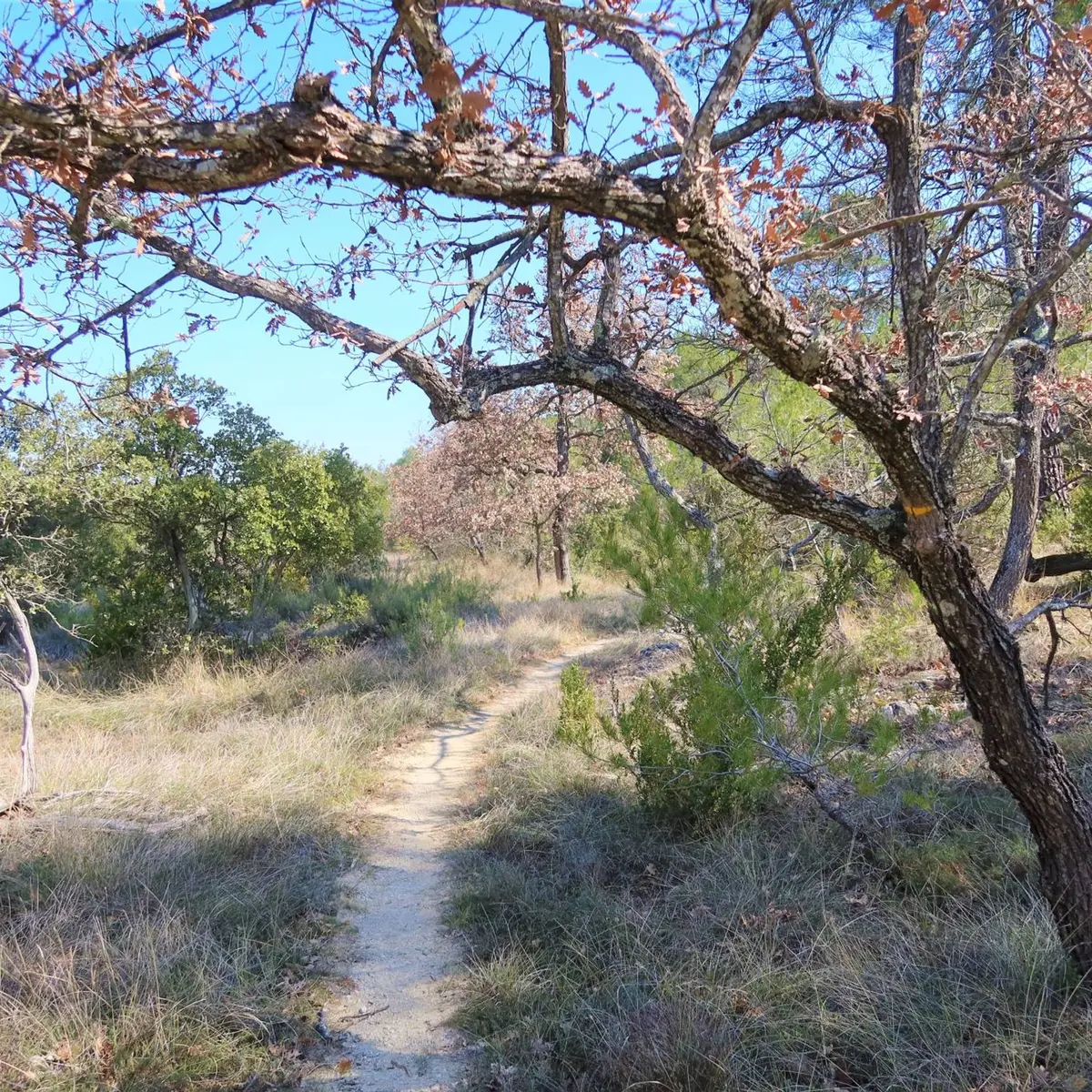 Sentier à travers la garrigue