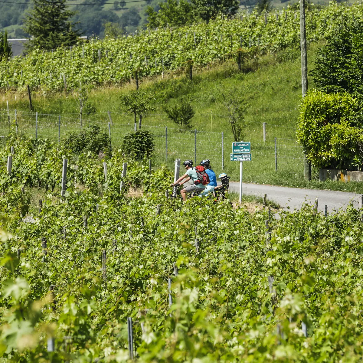Dans les vignes de Myans