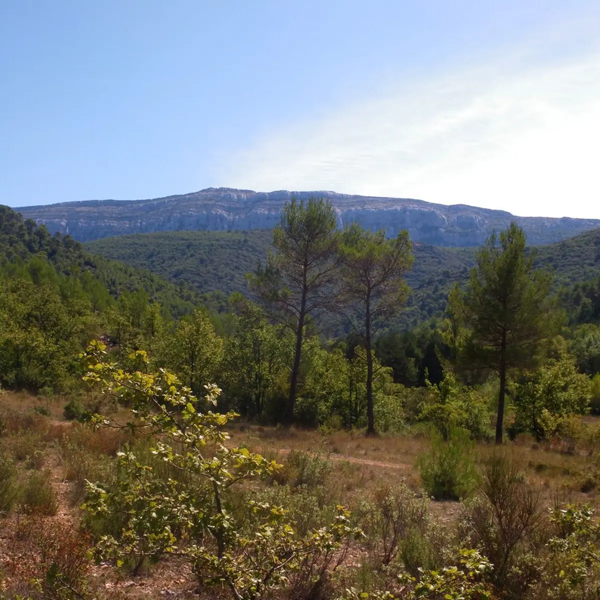 La vue sur l'ubac de la montagne