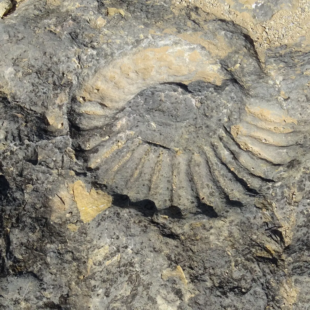 Fossile
