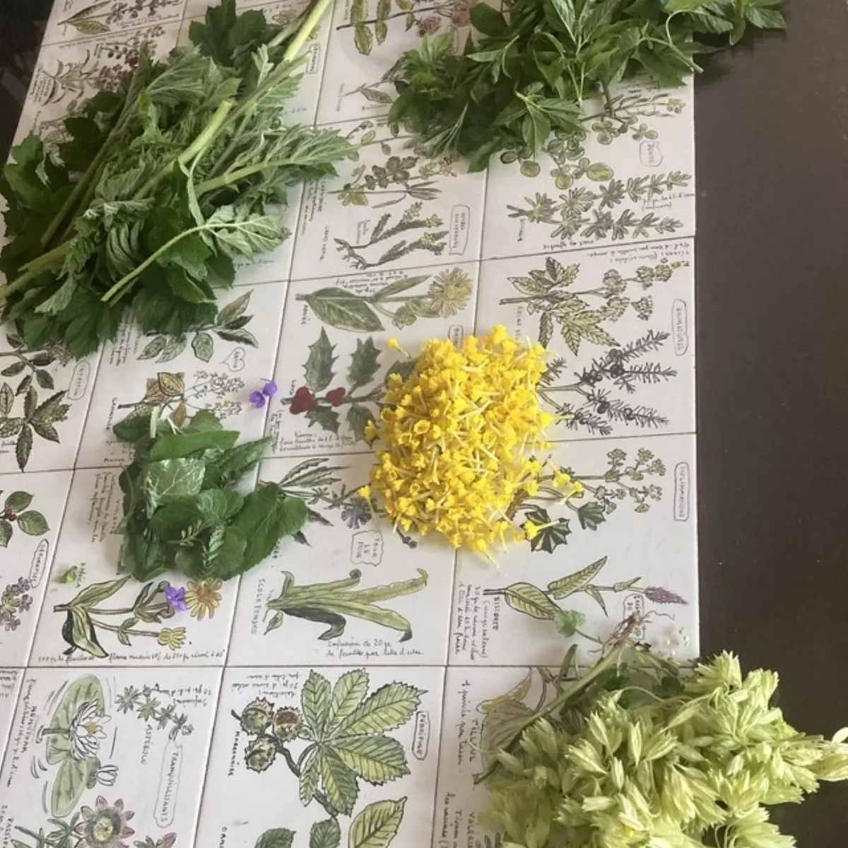 Cueillette de plantes sauvages